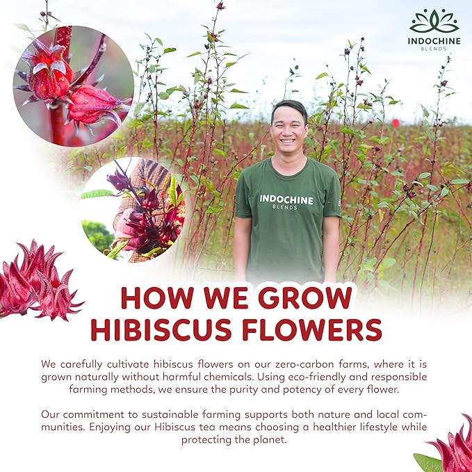 Indochine Blends Hibiscus Tea Bags | 100% Pure Hibiscus Flower | Sugar-Free, Caffeine-Free Herbal Tea | Double Chamber, Individually Wrapped Bags| Rich in Natural Goodness and Flavor | 3.5 oz | 50 Tea Bags