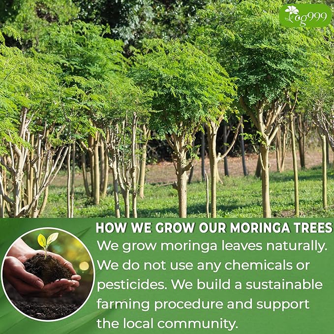 TOG999, Premium 60 Moringa Leaf Tea Bags, 100% Natural & Pure, Loose Leaf Moringa Herbal Tea. No Sugar, No Caffeine, No Gluten, Vegan.