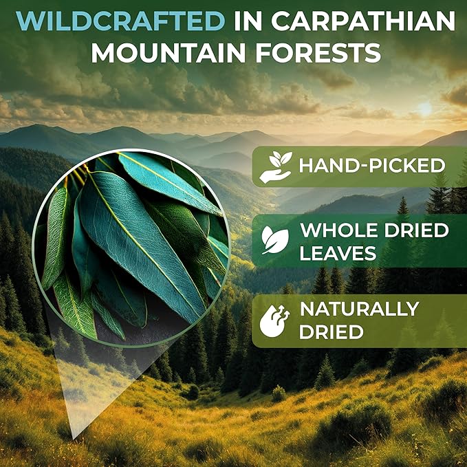 4 oz Dried Eucalypt Leaves Dry Herbal Tea (Eucalyptus) 113g Long Big Eucalyptus Leaf Herb Hojas De Eucalipto