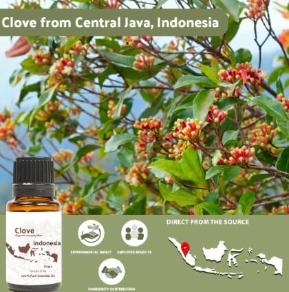 100% Pure Clove Essential Oils - Essential Oils for Diffusers Aromatherapy & Humidifiers (2Lb) | Natural Cold-Pressed
