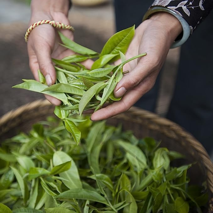 Palais des Thés - Organic Sencha Ariake - Japanese Green Tea - Premium Tea Bags, Serves 20 Cups