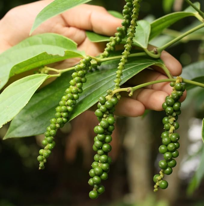 Black Pepper Essential Oil - Direct from Madagascar Farms - Steam Distilled - Aceite Pimienta Negra for Aromatherapy, Massage, Diffuser, DIY Candle and Soap Making - 8oz