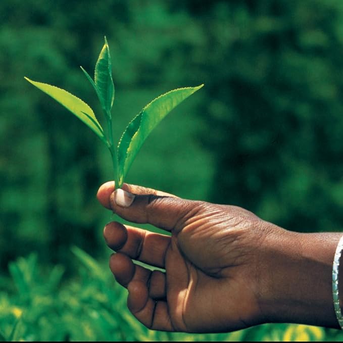 Palais des Thés - Organic Sencha Ariake - Japanese Green Tea - Premium Tea Bags, Serves 20 Cups