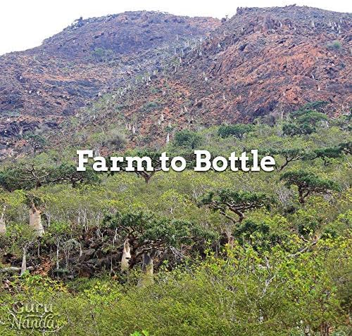 GuruNanda Frankincense Essential Oil, 100% Pure, Natural and Undiluted Diffuser Oil for Aromatherapy, Massages & DIY Recipies, Promotes Comfort & Supports Radiant-looking Skin (0.5 fl Oz)