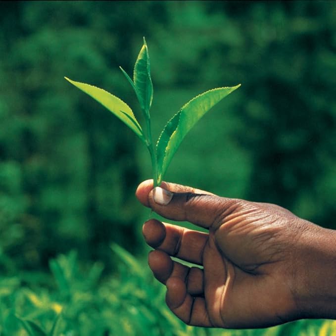 Palais des Thés - Icy Mint Tea - Green Tea & Peppermint - Premium Loose Leaf, Serves 20-25 Cups - 3.5oz Tin