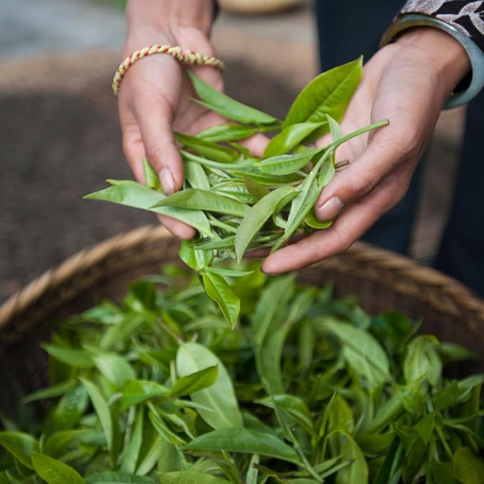 Palais des Thés - Sunrise Wake Up - Green Tea, Mate & Grapefruit - Premium Loose Leaf, Serves 20-25 Cups - 3.5oz Tin