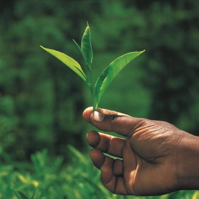 Palais des Thés - Sunrise Wake Up - Green Tea, Mate & Grapefruit - Premium Tea Bags, Serves 20 Cups