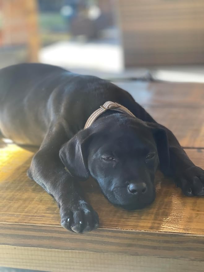 Bubbly Champagne Wax Melts – 4 Pack BBW-Inspired Fragrance | Sparkling Citrus, Sugared Berries & Effervescent Vanilla | Pet Safe Soy Wax Cubes | Long-Lasting | Moosehead Candles