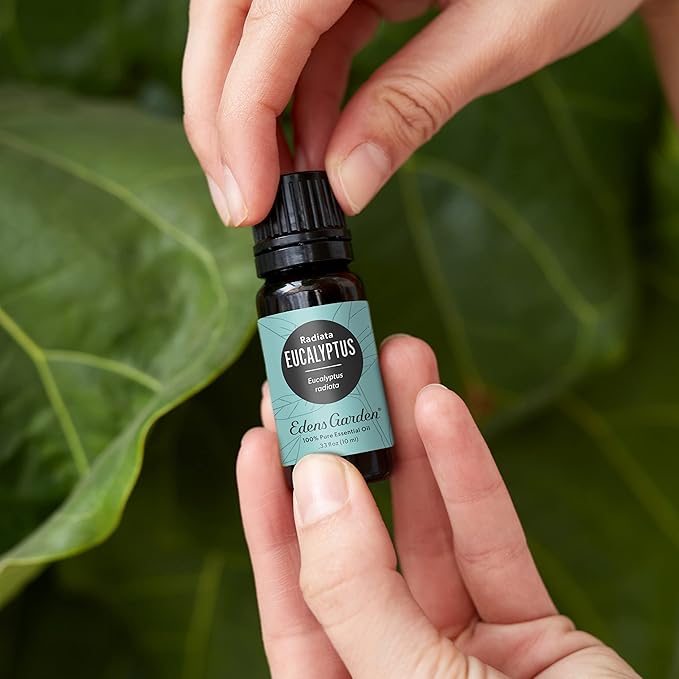 Edens Garden Eucalyptus- Radiata Essential Oil, 100% Pure Therapeutic Grade (Undiluted Natural/Homeopathic Aromatherapy Scented Essential Oil Singles) 30 ml