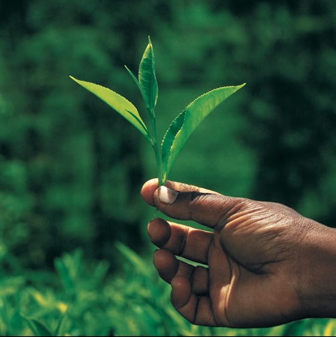 Palais des Thés - Hammam Green Tea, Rose & Red Berries - Premium Tea Bags, Serves 20 Cups