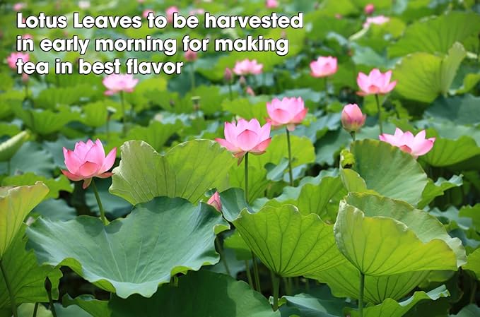 Fermented Lotus Leaf Tea Bags – Lower Blood Pressure, Reduce Cholesterol & Detox Cleanse – Flavor Balance of Nectar & Meatiness - Herbal Loose Leaf Tea Bag in Pyramid with Dipping String