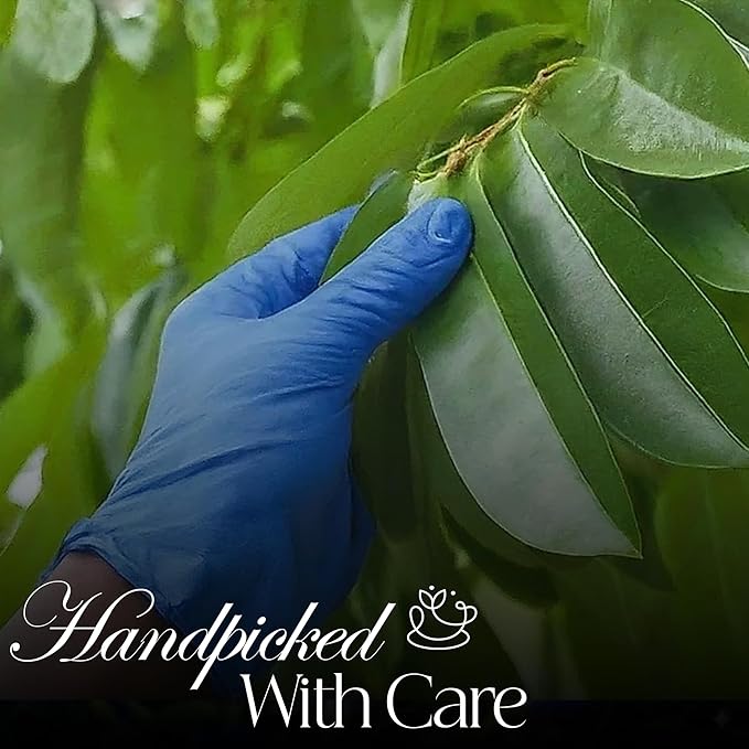 50 PACK Soursop Leaves Tea Bags – Individual Wrapped Tea Bags – All Natural Herbal Tea | Caffeine Free | No Preservatives, No Sugar - Rich In Antioxidants