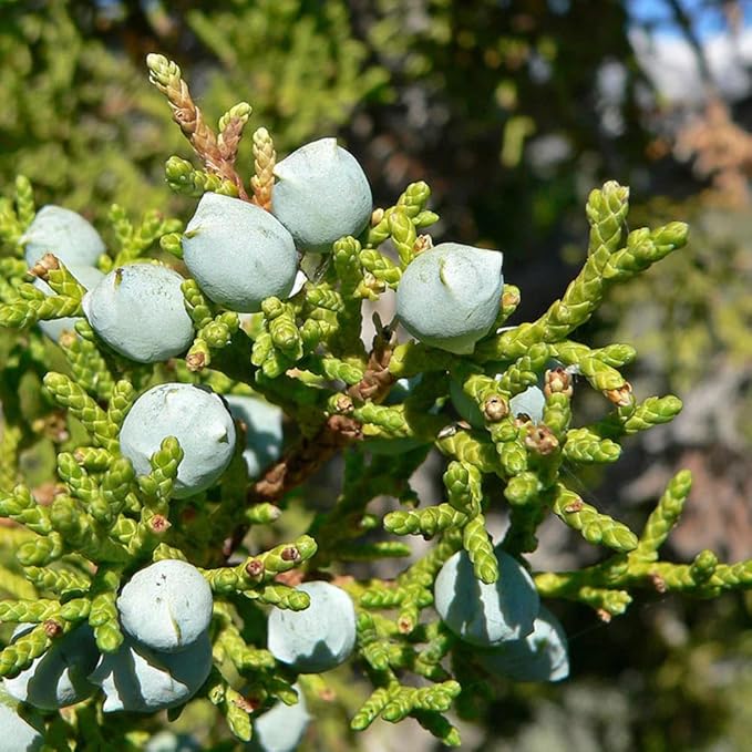 Aromatics International Premium Organic Utah Juniper Essential Oil 18ml | 100% Pure Essential Oil for Diffusion & Aromatherapy