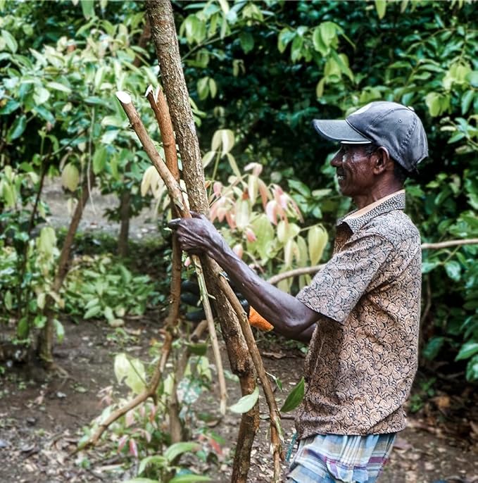 Cinnamon Essential Oil - Direct from Sri Lankan Essential Oils - 100% Pure - Natural Aceite de Canela for Aromatherapy & Wellness - Premium Grade (15ml)