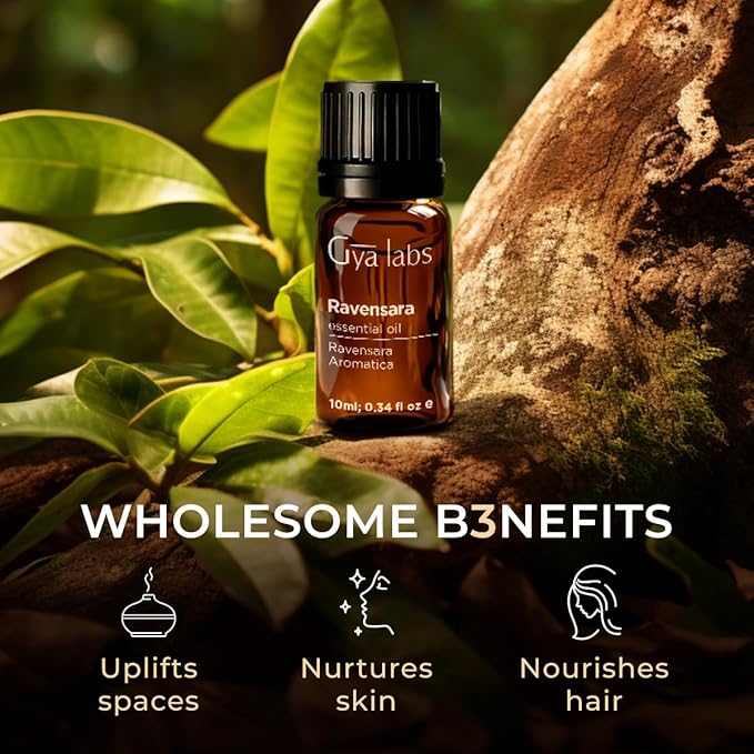 Gya Labs Ravensara Essential Oil - 0.34 Fl Oz - for Hair, Skin, Diffuser, Aromatherapy & DIY Candle Making Scent