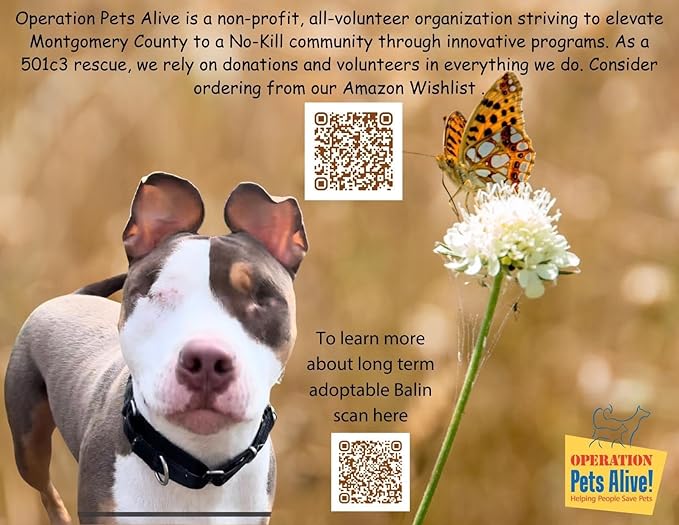 Blueberry Maple Pancakes Wax Melts – 4 Pack | Cold Weather Favorite | Supports Operation Pets Alive, The Woodlands TX