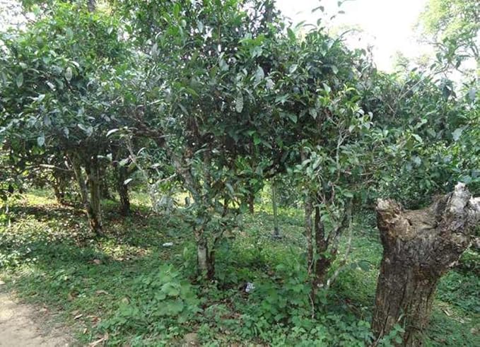 Coconut Puerh Tea, Natural flavours of Coconut and Highly Nutritious puerh tea loose tea -1 LB Bag