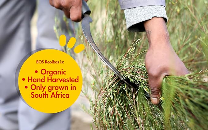 Rooibos Tea Pods - 10 Capsules - Organic & Caffeine Free - BOSpresso Rooibos Espresso Capsule - By BOS