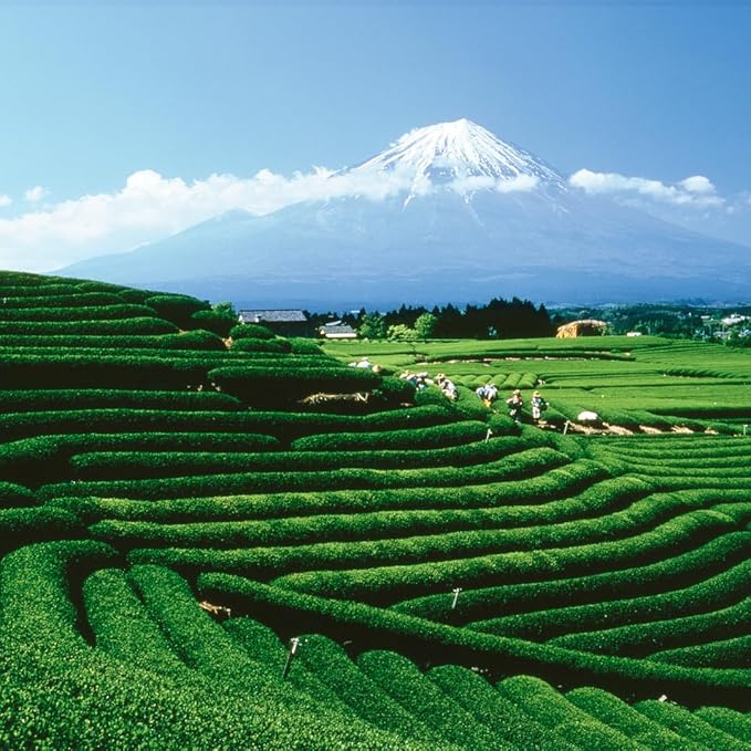 Palais des Thés - Sunrise Wake Up - Green Tea, Mate & Grapefruit - Premium Tea Bags, Serves 20 Cups