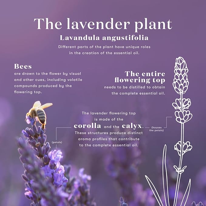 Lavender Essential Oil by Young Living, 15 Milliliters, Topical and Aromatic