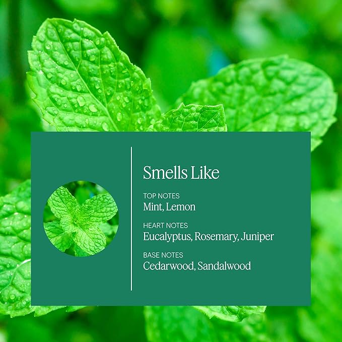 Aera Mini Home Hygiene Mint and Eucalyptus - Essential Oil for Home - Relaxing Fragrance - Notes of Orange Peel, Spearmint and Eucalyptus - Scent Refill - Capsule Size Works with Mini Diffuser