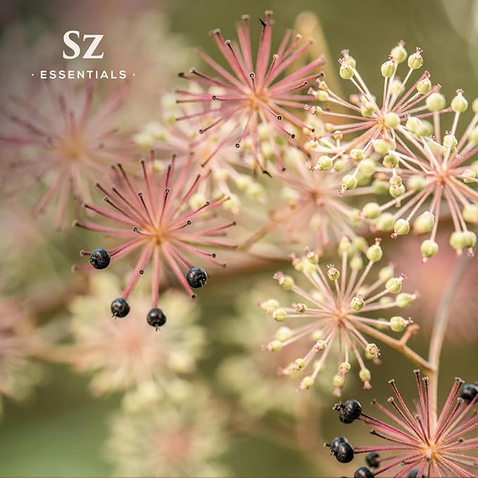 Jatamansi Essential Oil aka Spikenard - 100% Pure & Undiluted - Extracted from Nardostachys Jatamansi - Strong & Powerful Scent with Earthy Overtones - Therapeutic Grade - 0.17oz