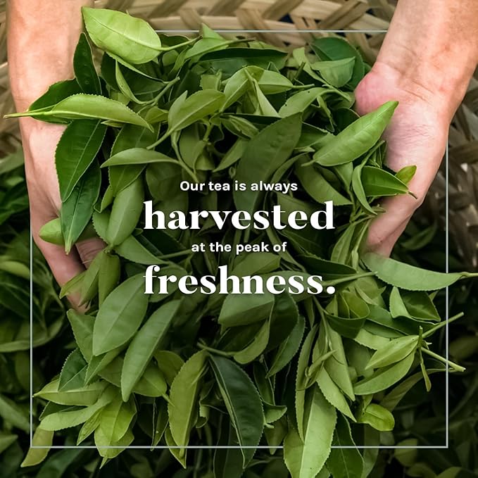 Uncle Lee's Organic Green Tea Bags 2-Pack, 106-Count Super Packs – Bright & Refreshing, Lightly Caffeinated Bulk Tea for Home, Office, Camping