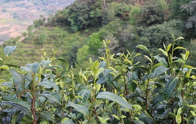 Coconut Puerh Tea, Natural flavours of Coconut and Highly Nutritious puerh tea loose tea -1 LB Bag