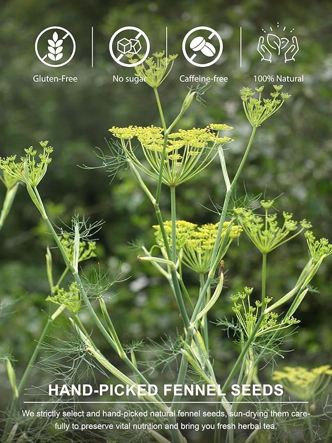 TeeLux Fennel Tea Bags, Pure & Natural Fennel Seeds Herbal Tea, Smooth & Light Spicy Flavor, Caffeine Free, 100 Count