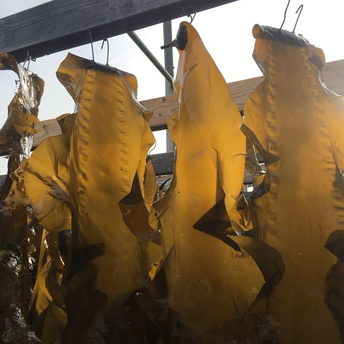 VITAMIN SEA Rejuvensea Seaweed Body Lotion, Triple Blend Maine Seaweed - Nourishing Moisturizers For All Type Skin with Vitamin E, Aloe Vera and Shea Butter, Made from Maine Coast Seaweed - 4 oz