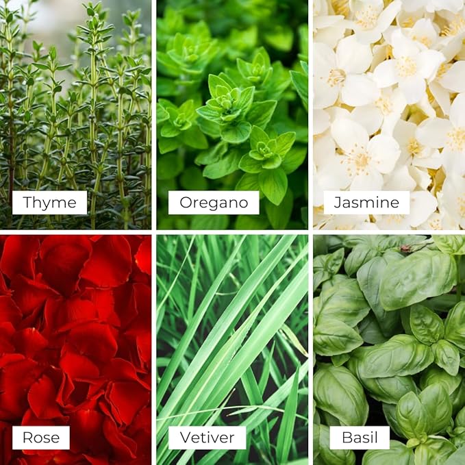 Air Esscentials Frosted White Tea & Thyme Reed Diffuser Set - Decorative Fragrance Diffuser & Oil for Bathroom & Home | Long-Lasting Aroma | Natural Scent Sticks | Essential Oils & Botanicals| 100mL