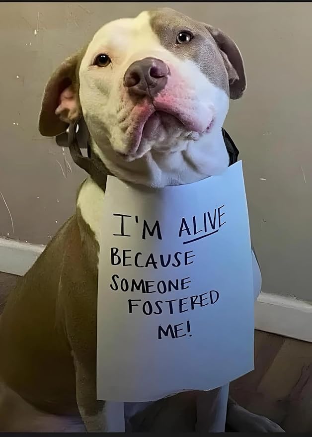 Bubbly Champagne Wax Melts – 4 Pack BBW-Inspired Fragrance | Sparkling Citrus, Sugared Berries & Effervescent Vanilla | Pet Safe Soy Wax Cubes | Long-Lasting | Moosehead Candles