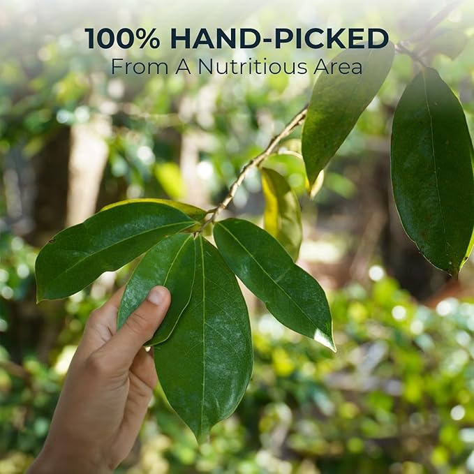 Soursop Leaf Tea with Celastrus Hindsii & Licorice - 55 Count (+5 Tea Bags) - 4.44 oz, Bamboo Tong Include, Re-Steep Corn Based Tea Bags, Natural Herbal Tea for Comfort Relax