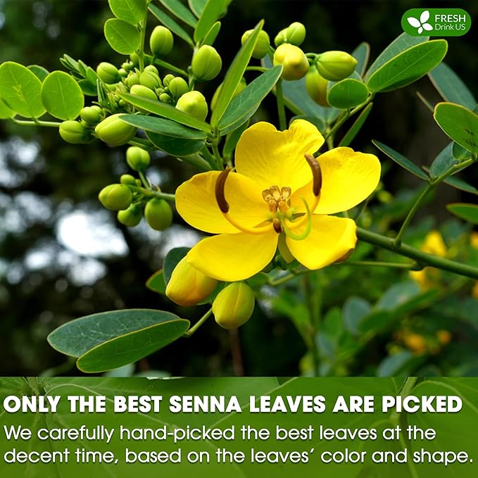 FreshDrinkUS, Premium 135 Senna Leaf Tea Bags for Constipation, Supports Your Cardiovascular System, 100% Natural & Pure. Loose Leaf Senna Herbal Tea, Made with Natural Material Tea Bags. Non GMO, No Sugar/ Caffeine/ Gluten, Vegan.