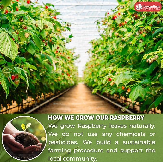 Lavendium, Premium 120 Raspberry Leaf Tea Bags, 100% Natural & Pure. Loose Leaf Raspberry Herbal Tea. No Sugar, No Caffeine, No Gluten, Vegan.