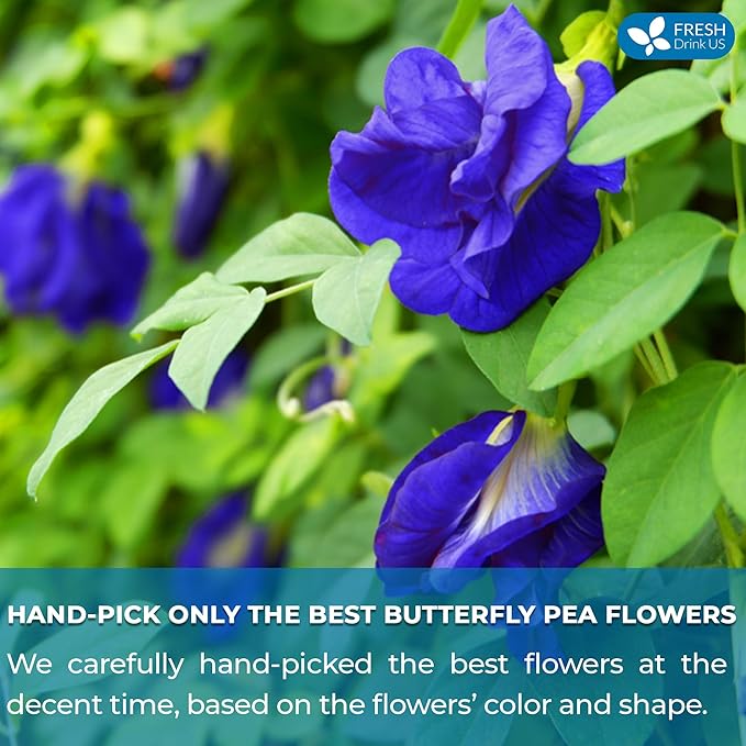 FreshDrinkUS, 100 Premium Butterfly Pea Flower Tea Bags – 100% Pure & Natural | Caffeine-Free Herbal Blue Tea | No Additives, Non-GMO, Made With Natural Material Tea Bag, No Sugar, No Caffeine, No Gluten, Vegan