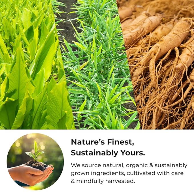 Olinda Turmeric Herbal Tea Ginger Ginseng Tea Organic Tea Bags Caffeine Free Antioxidant Rich Tea Bags 100% Pure Herbs Brew Hot 28 Tea Bags Pack of 1