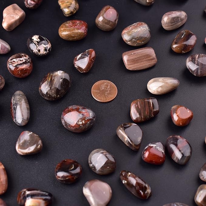 Petrified Wood Healing Crystal Stone Set - 24 Pieces, 0.6" Natural & Polished Stones for Healing, Meditation, Reiki, Chakra, Crafting & Decoration