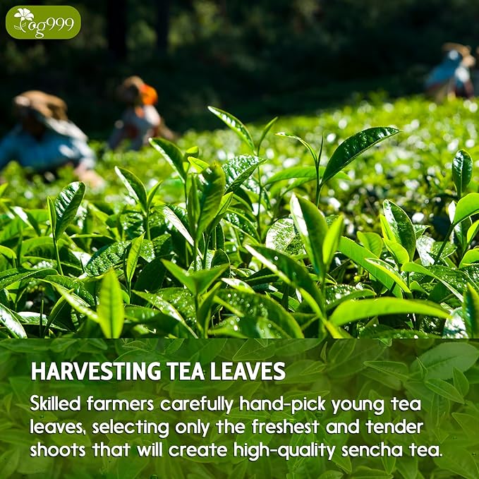 TOG999, Premium 60 Sencha Green Tea Bags, 100% Natural & Pure from Sencha Green Tea Leaves. Loose Leaf Sencha Herbal Tea. No Sugar, No Gluten, Vegan.