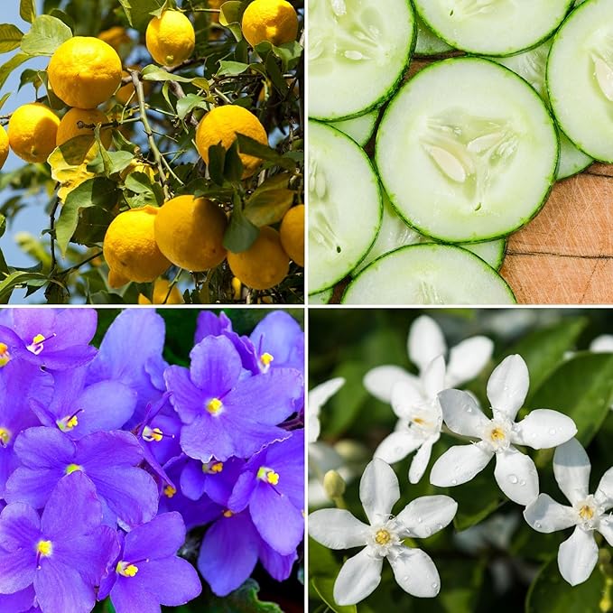 Candle Wood Collection, 15 oz, 1 Wooden Wick, Cali Lemon, Square Glass Jar Candle