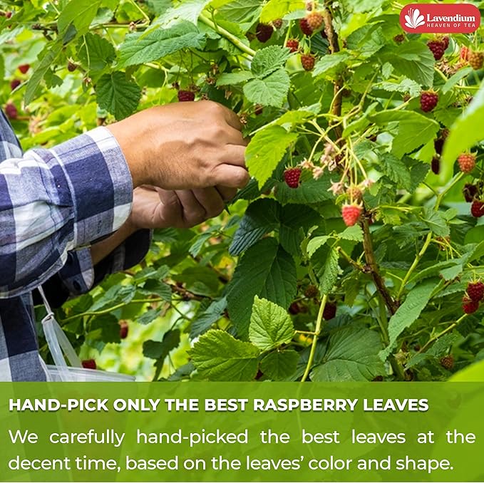 Lavendium, Premium 120 Raspberry Leaf Tea Bags, 100% Natural & Pure. Loose Leaf Raspberry Herbal Tea. No Sugar, No Caffeine, No Gluten, Vegan.