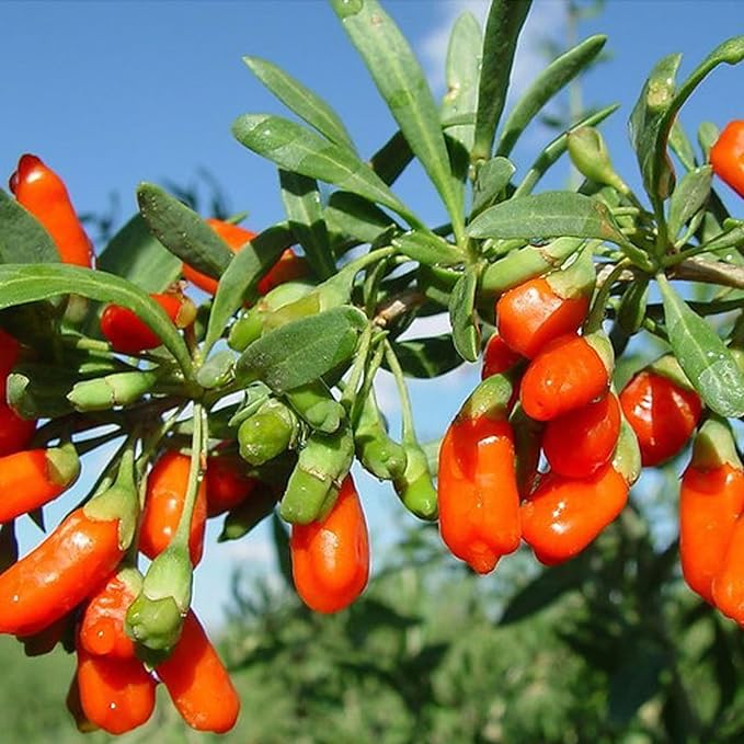 Goji Berry Tea For Men, 30 Teabags*6g - Premium Five Flavors Herbal Tea Combination - Schisandra Berries, Dodder, Wolfberry Chinese herbal tea (Chinese wolfberry)