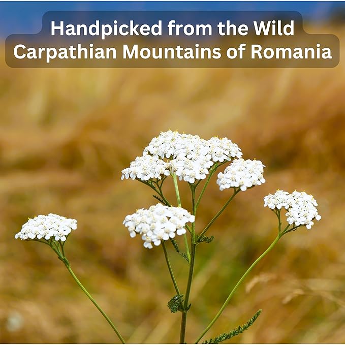 Wild Bliss Organic Yarrow Flower Tea - Caffeine Free Loose Leaf Herbal Tea - Pharmacopoeia Potency - 7 Ounces - 100 Servings