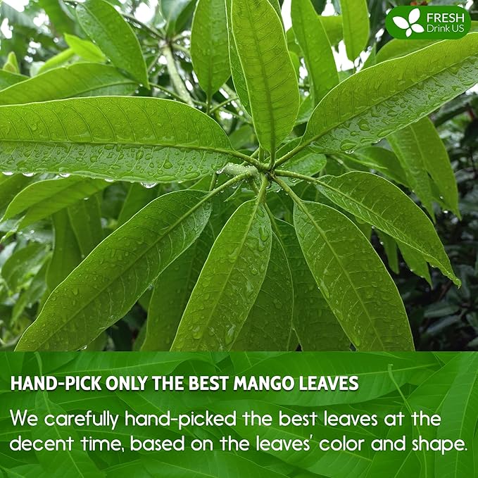 FreshDrinkUS, Premium 100 Mango Leaf Tea Bags, 100% Natural& Pure from Mango Leaves. Loose Leaf Mango Herbal Tea. Mango Leaf Tea. No Sugar, No Caffeine, No Gluten, Vegan.