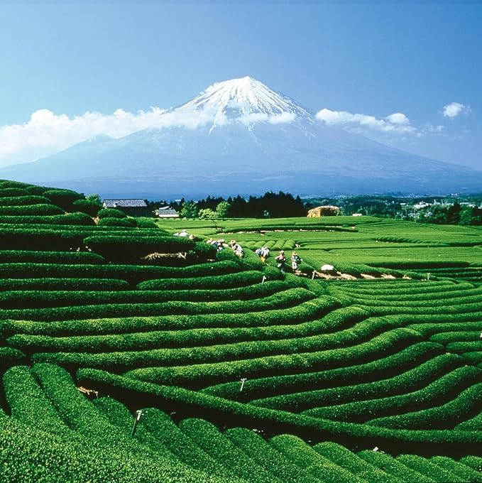 Palais des Thés - Genmaicha Yama - Japanese Green Tea & Roasted Rice - Premium Tea Bags, Serves 20 Cups