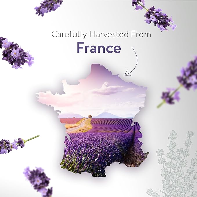 HBNO Lavender Dutch Oil - 16 oz (475ml) Large Size - Ideal for Shampoos, Conditioners, Mouth Washes, Face wash, Lotions, and Skin Care Products (Glass Bottle).