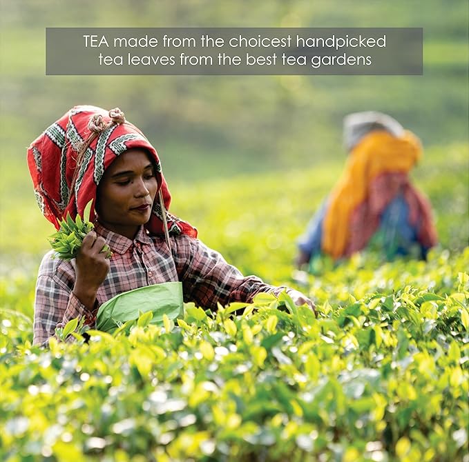 Octavius Pure Green Tea – 100 Tea Bags | Single-Origin Green Tea | Natural & Antioxidant-Rich | Pack of 1