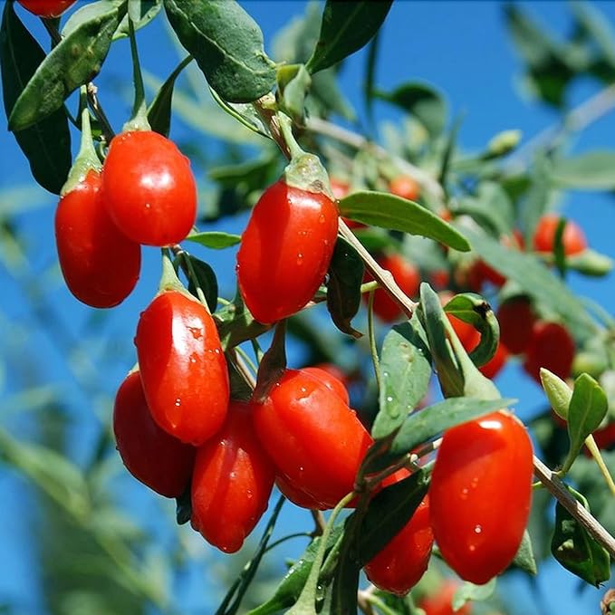 Goji Berry Tea For Men, 30 Teabags*6g - Premium Five Flavors Herbal Tea Combination - Schisandra Berries, Dodder, Wolfberry Chinese herbal tea (Chinese wolfberry)