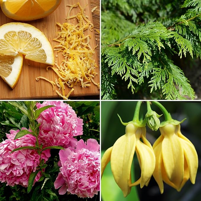 Candle Wood Collection, 15 oz, 1 Wooden Wick, Coastal Poppy, Square Glass Jar Candle