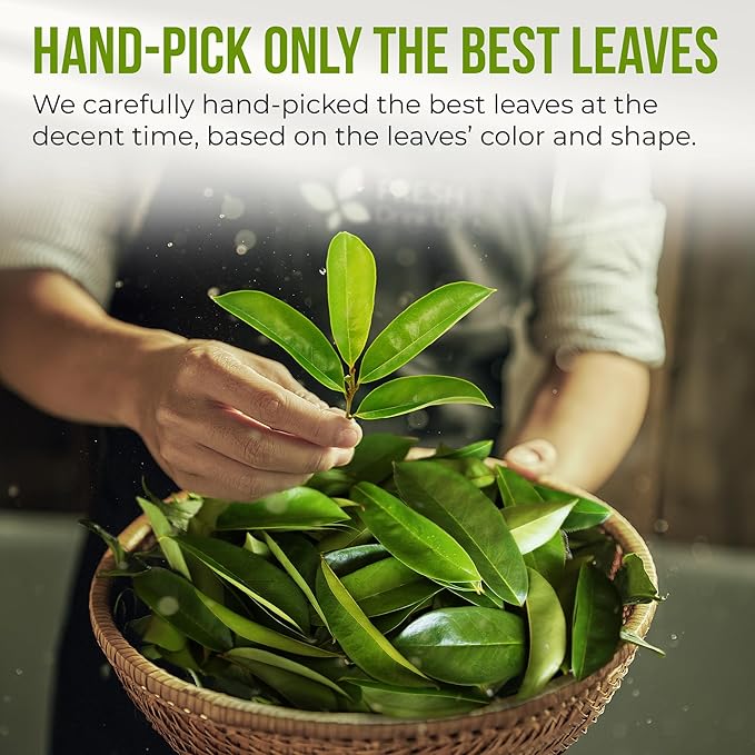 FreshDrinkUS, Premium Soursop Graviola Leaf Tea | 45 Tea Bags form Powder, 100% Natural and Pure, Handmade, Made With Natural Materials-Corn Fiber Tea Bag, Sugar/Caffeine Free, Hoja Guanabana Tea